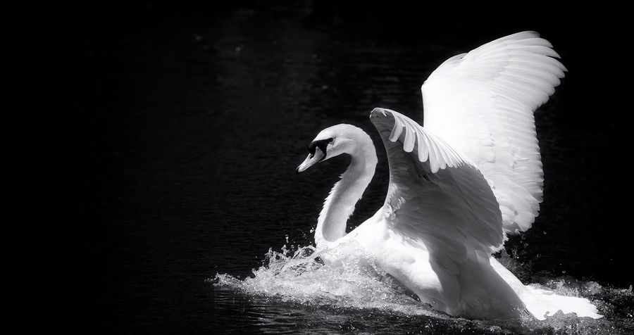 Cygnus Canor